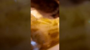 Один день от первого лица кота кузи
