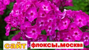 ВЫСТАВКА ФЛОКСОВ В МОСКВЕ в библиотеке 1 серия