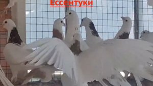 Широкохвостые шейки д.Кости в Ессентуках! 2026г