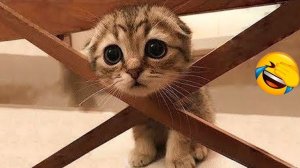 Самые смешные видео с собаками и кошками 2026😼🐶Постарайся не засмеяться😜