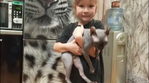 Озвучка персонажей.Озвучка котов вместе с Соломонией.