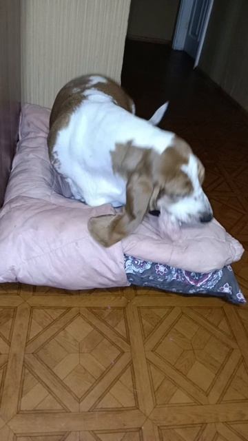 Бассет: ТАМОЖНЯ НЕ ДАЛА ДОБРО, снова на ДИВАН 🛋️ не ПУСТИЛИ...