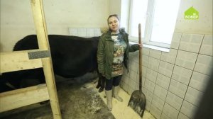 Как обустроить коровник. Площадь коровника. Стойло для коров