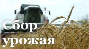 В ЛНР завершилась уборка элитных сортов озимой пшеницы