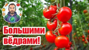 🍅🥒 Урожай ведрами! Эта домашняя органика заставит томаты и огурцы расти прямо на глазах.
