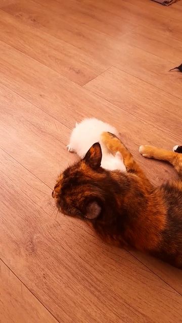 Мама играется с котёнка