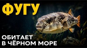 Фугу в Чёрном море как самая ядовитая рыба Японии оказалась у берегов Сочи