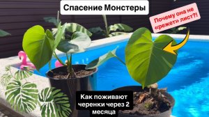 Почему Монстера не дает резные листья?! Как поживают черенки через 2 месяца после черенкования.