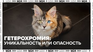 Гетерохромия опасна для глаз? — Москва 24