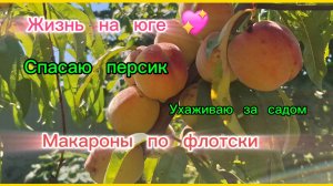 22-07-2026/КУБАНЬ/Мы из Сибири/Мечты сбываются!/Макароны по флотски/Спасаю персик/Работаю/Провожаю /