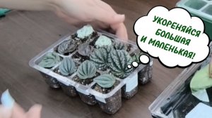 УКОРЕНЕНИЕ ПЕПЕРОМИИ ЛИСТОМ.