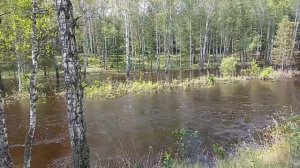РАЗВЕДКА ГРИБОВ БЫЛ РУЧЕЙ ИЗ РЕЧКИ СЕЙЧАС ЗАТОПЛЕНИЕ ЛЕСА