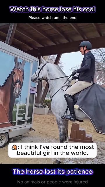 Horses Are So Confusing 😂#FunnyHorses #HorseCompilation #WeirdHorseBehavior #Ho(1) смотреть онлайн