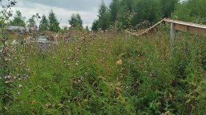 Дождик пчёлам не помеха.