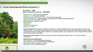 Пушкинская сосна в Старицком округе заявлена на конкурс «Российское дерево года»