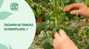 ПАСЫНКИ НА ТОМАТАХ – ЧТО ДЕЛАТЬ?