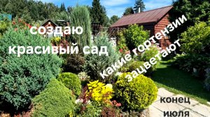 Создаю красивый сад. Восток Подмосковья. Обзор сада.  Начало цветения метельчатых гортензий.