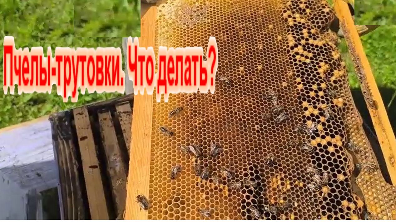 Пчёлы. Трутовка в улье. Как исправить семью трутовку у себя на пасеке. Будни пчеловода. смотреть онлайн