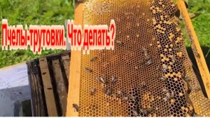 Пчёлы. Трутовка в улье. Как исправить семью трутовку у себя на пасеке. Будни пчеловода.