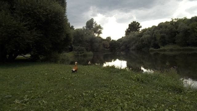 Дикие утки смотреть онлайн
