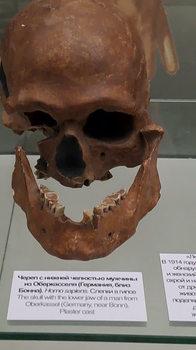Черепа Homo Sapiens