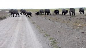 А в Кении такие пешеходы