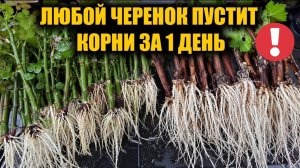 100% Способ укоренения любых черенков от винограда до Розы! УКОРЕНЯЕТСЯ ВСЕ!
