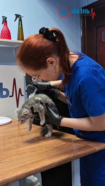 Вакцинация котят в Калуге. Ветклиника в Калуге Жизнь.