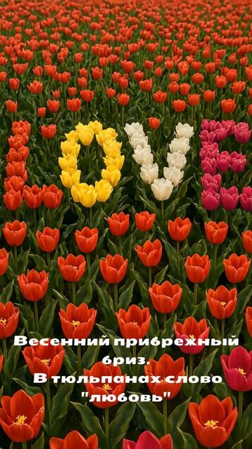 Весенний прибрежный бриз. В тюльпанах слово любовь оживает цветком. смотреть онлайн