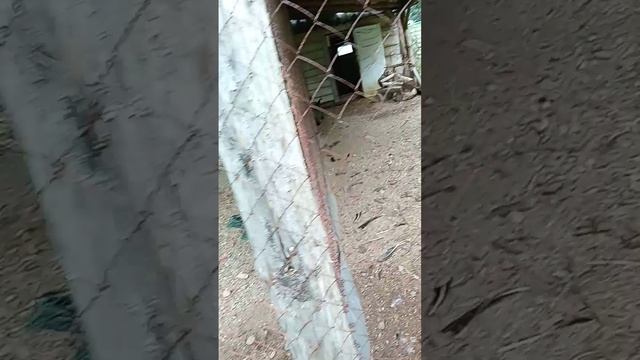 страусы