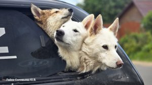 Злата с щенками на реке