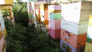 почему в ульях мало меда в этом году и как получать весенний мед , ответы на вопросы , 22.07.2026