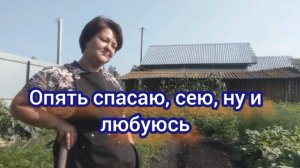 Дожди ушли, проблемы пришли! Спасаю петунии.