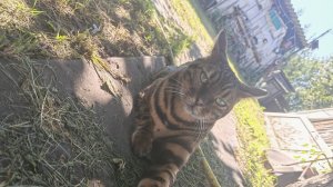 Котик Тайсон