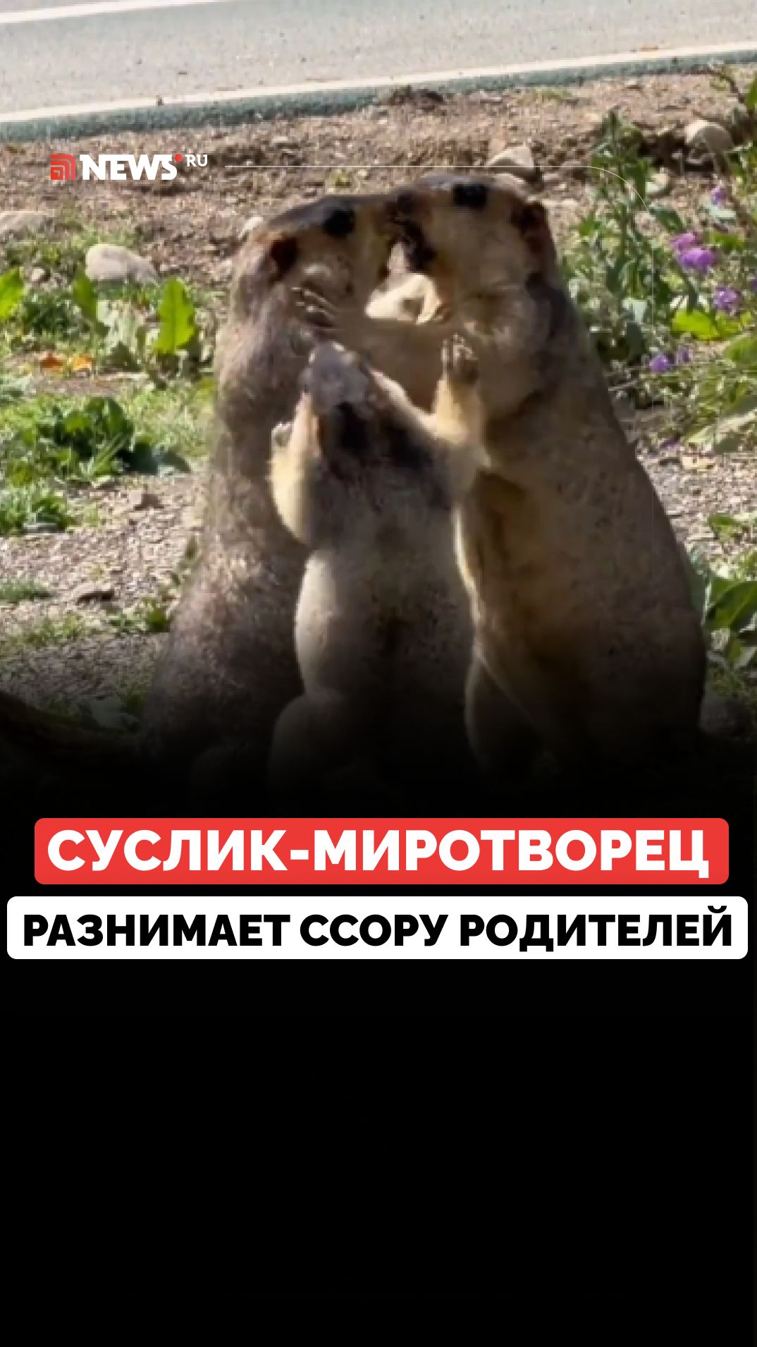Маленький суслик попытался остановить ссору родителей — видео умилило Сеть