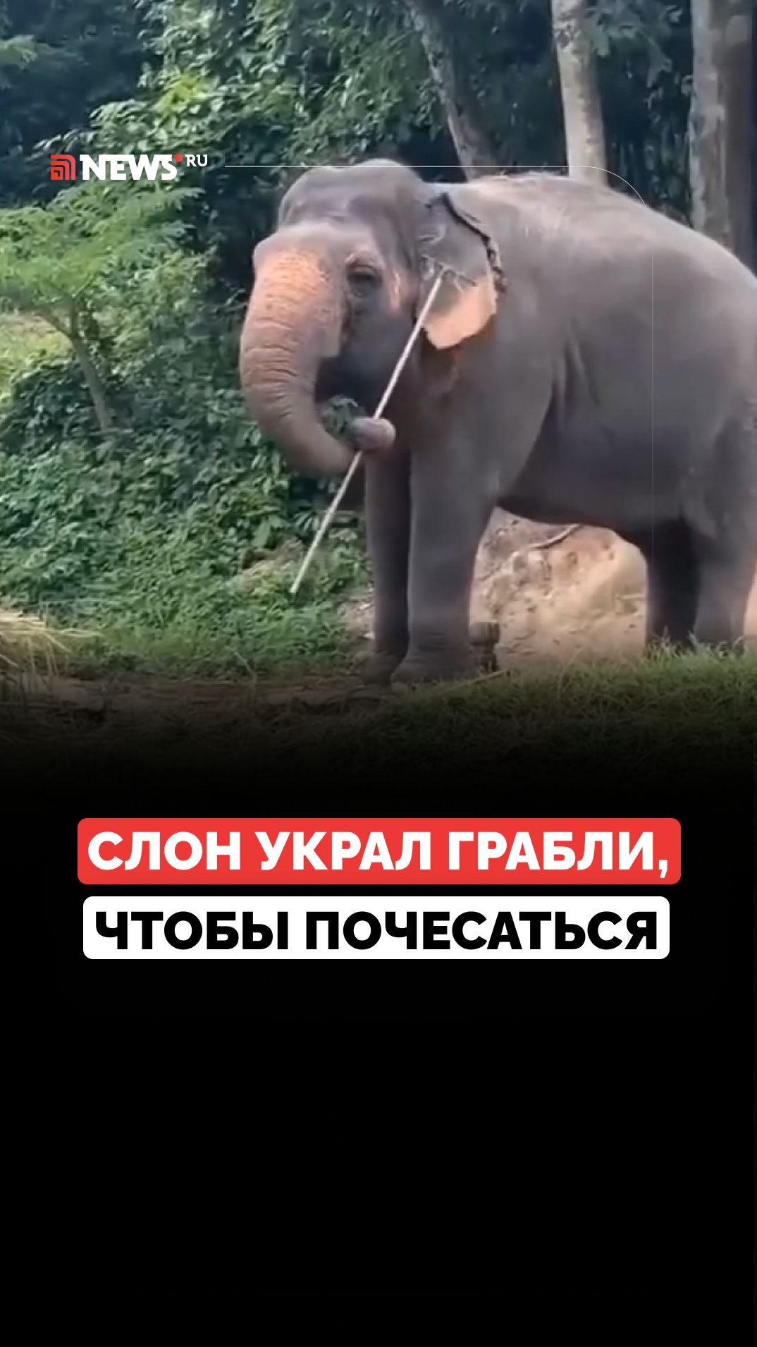 Слониха одолжила грабли, чтобы почесаться, а потом удивила всех своим воспитанием