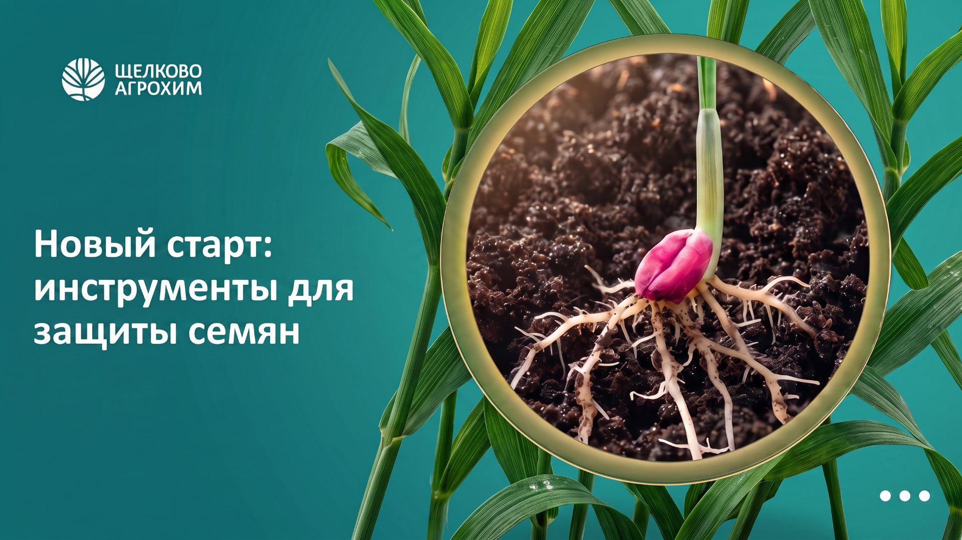 Как выбрать протравитель?