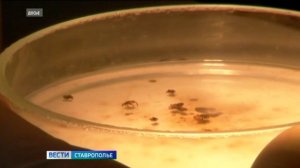 На Ставрополье фиксируют заболевание клещевым боррелиозом