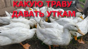 Какую траву можно давать уткам а какую категорически нельзя Домашнее содержание уток