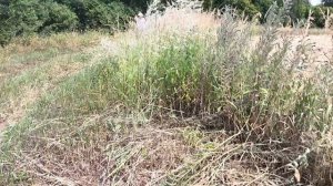 ПОЕХАЛИ КОСИТЬ 🌿. ТРАКТОРЫ, КОМБАЙНЫ 🚜