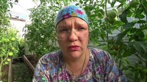 Не пустим фитофтору в теплицу