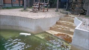 Белочка решила меня порадовать и прыгнула в бассейн 22.07.2026