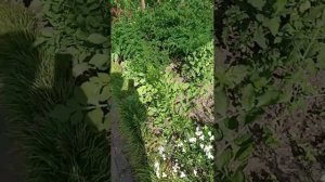 Утренний обход территории 🌺