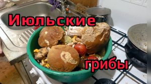 Грибы в Июле есть!