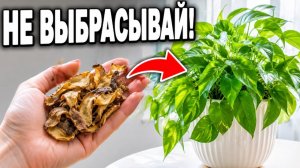 Не выбрасывайте картофельные очистки. Лучшее удобрение для растений