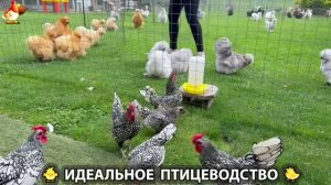 Идеальное птицеводство достойно восхищения 🐓🦆🦢🦚🦃🐔 эпизод (523)