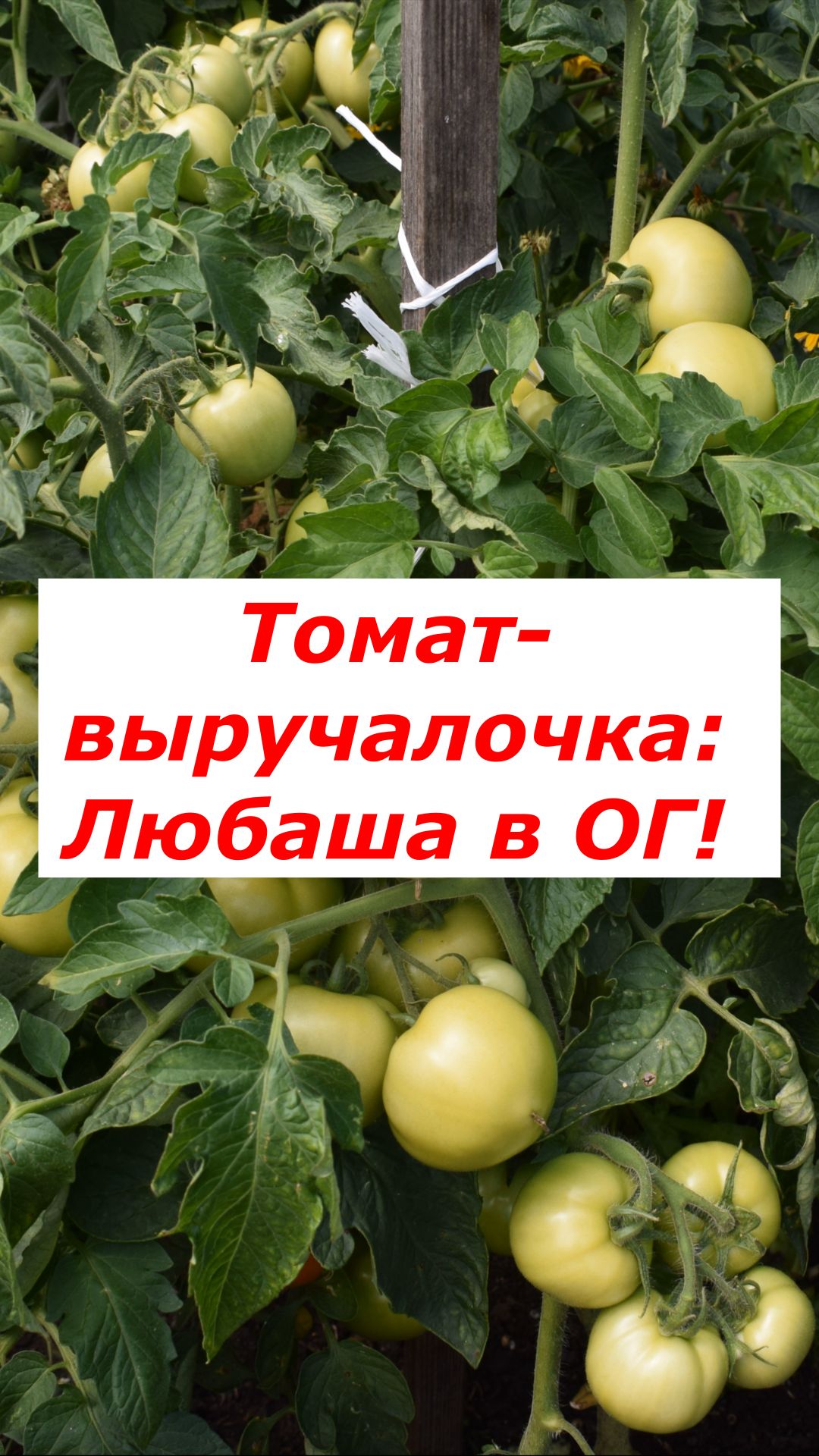 Томат, от которого я никогда не откажусь: Любаша в ОГ