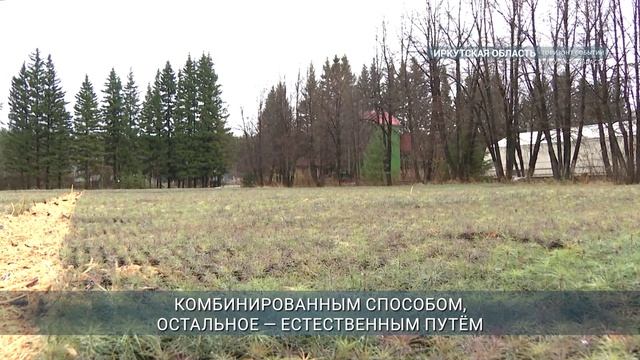 Иркутская область - лидер России по восстановлению лесов
