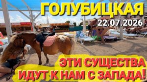 Опасные Корнероты - Начало апокалипсиса #медузы 2026 #Голубицкая