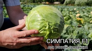 Вырастить капусту за 55 дней? Реально!